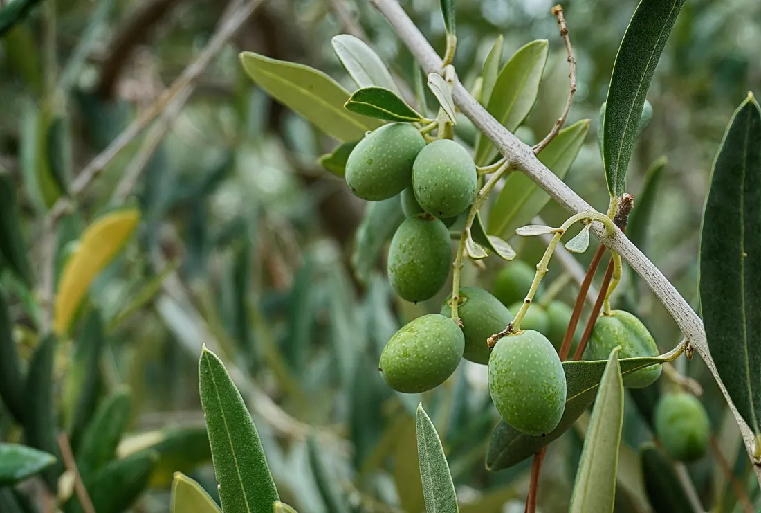 Aceitunas y encurtidos Olives Sanjuan